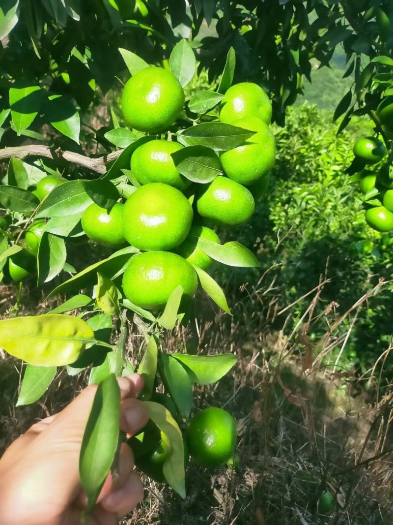 云南高原蜜桔，大量上市中，可供电商，大市场，货源充足