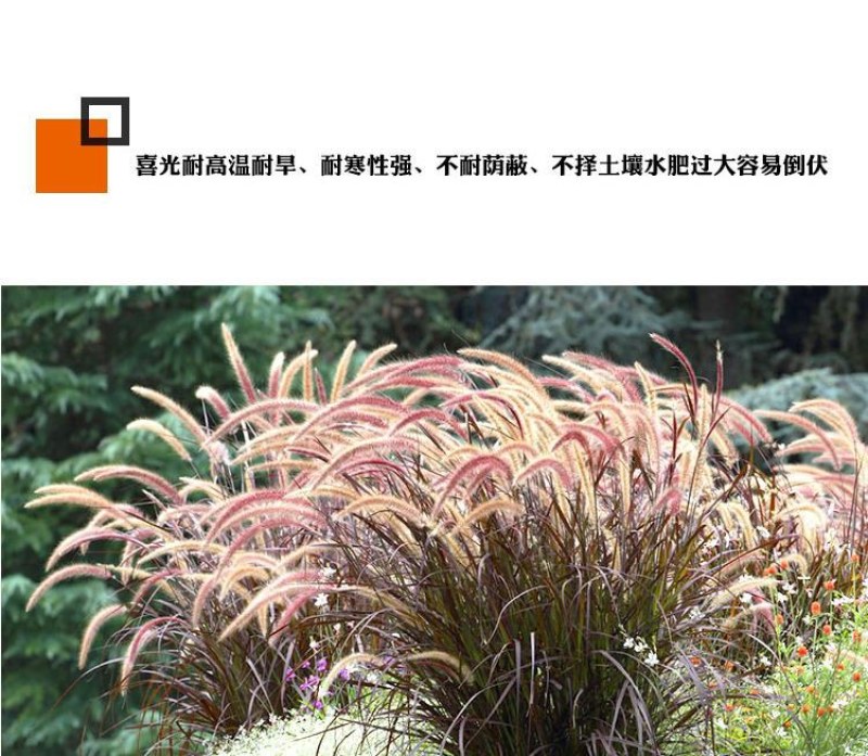 紫穗狼尾草白穗狼尾草种子观赏草耐寒耐旱耐热耐贫瘠多年生宿