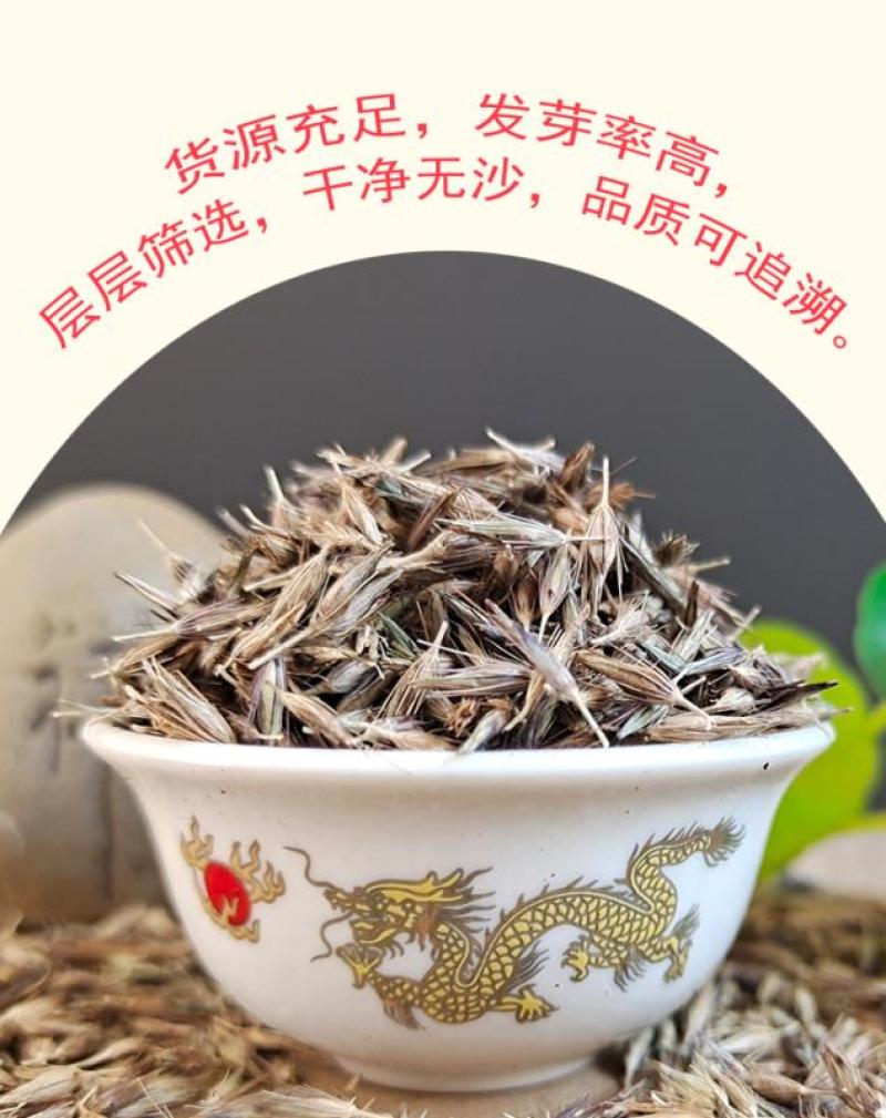紫穗狼尾草白穗狼尾草种子观赏草耐寒耐旱耐热耐贫瘠多年生宿