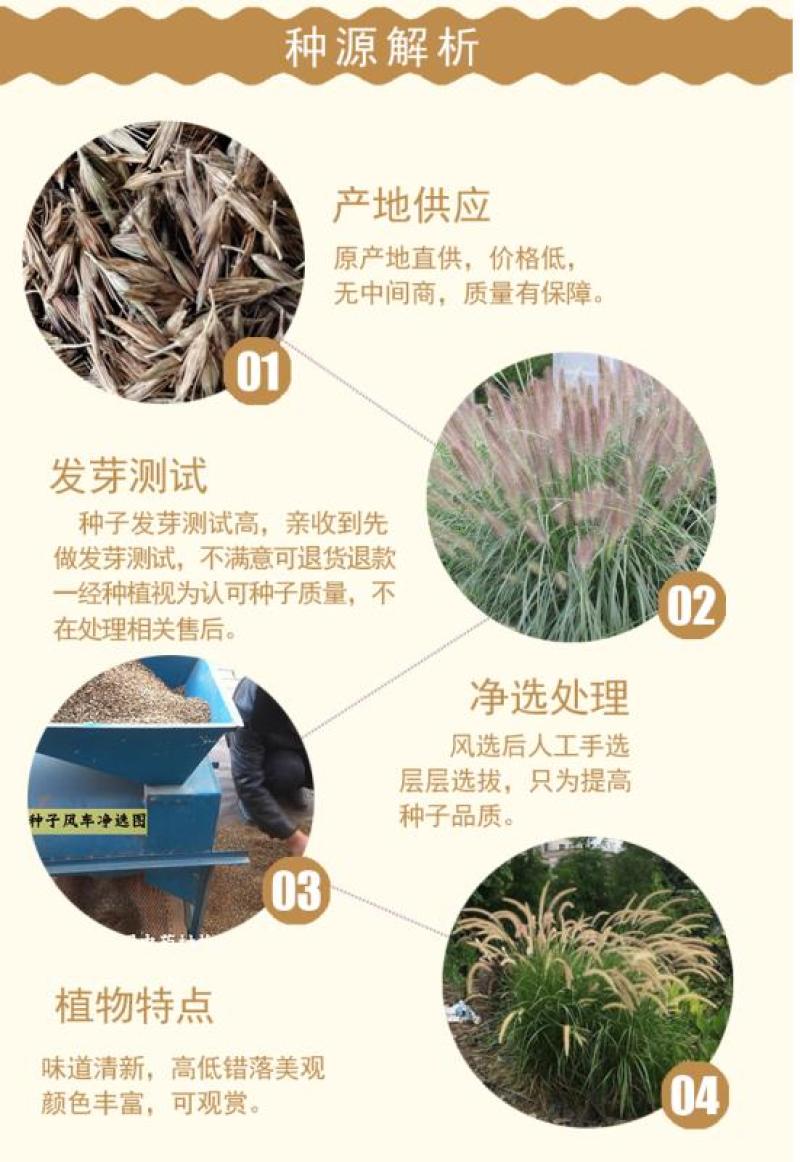 紫穗狼尾草白穗狼尾草种子观赏草耐寒耐旱耐热耐贫瘠多年生宿