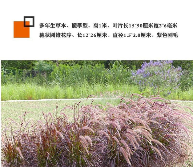 紫穗狼尾草白穗狼尾草种子观赏草耐寒耐旱耐热耐贫瘠多年生宿