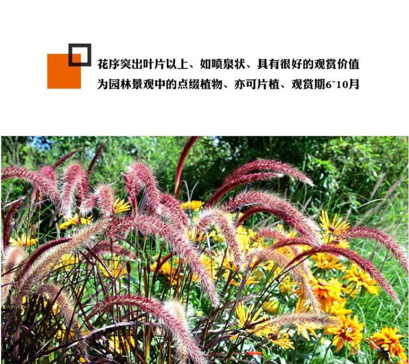 紫穗狼尾草白穗狼尾草种子观赏草耐寒耐旱耐热耐贫瘠多年生宿