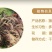 紫穗狼尾草白穗狼尾草种子观赏草耐寒耐旱耐热耐贫瘠多年生宿