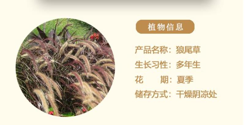 紫穗狼尾草白穗狼尾草种子观赏草耐寒耐旱耐热耐贫瘠多年生宿