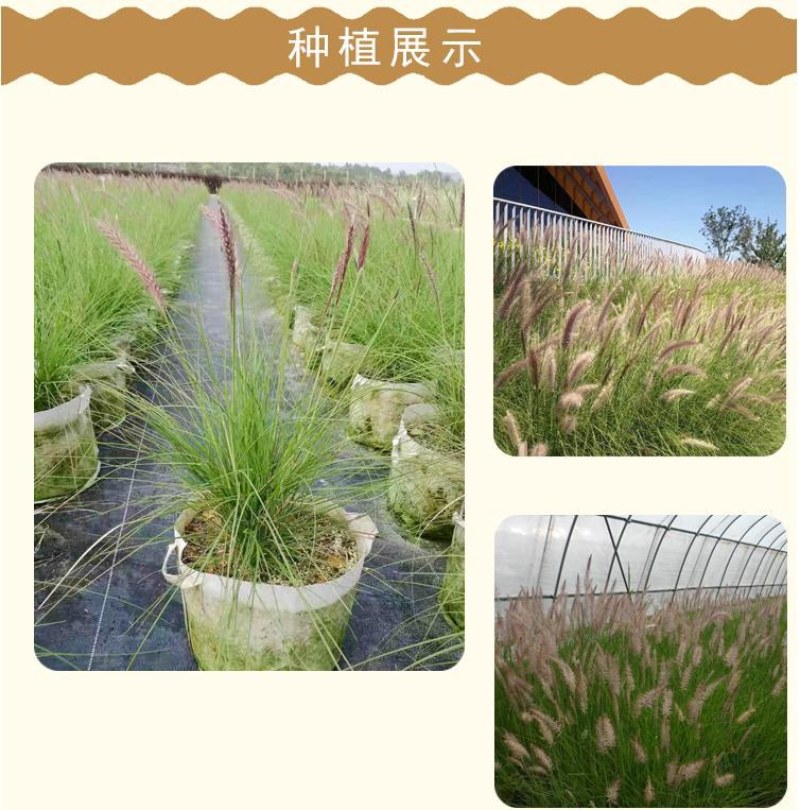 紫穗狼尾草白穗狼尾草种子观赏草耐寒耐旱耐热耐贫瘠多年生宿