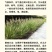 紫穗狼尾草白穗狼尾草种子观赏草耐寒耐旱耐热耐贫瘠多年生宿