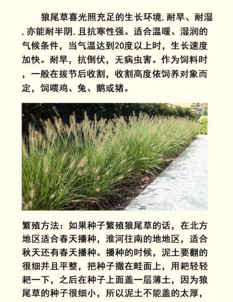 紫穗狼尾草白穗狼尾草种子观赏草耐寒耐旱耐热耐贫瘠多年生宿