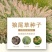 紫穗狼尾草白穗狼尾草种子观赏草耐寒耐旱耐热耐贫瘠多年生宿