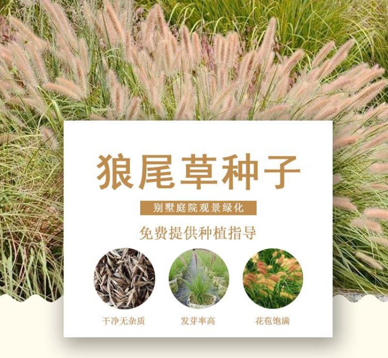 紫穗狼尾草白穗狼尾草种子观赏草耐寒耐旱耐热耐贫瘠多年生宿