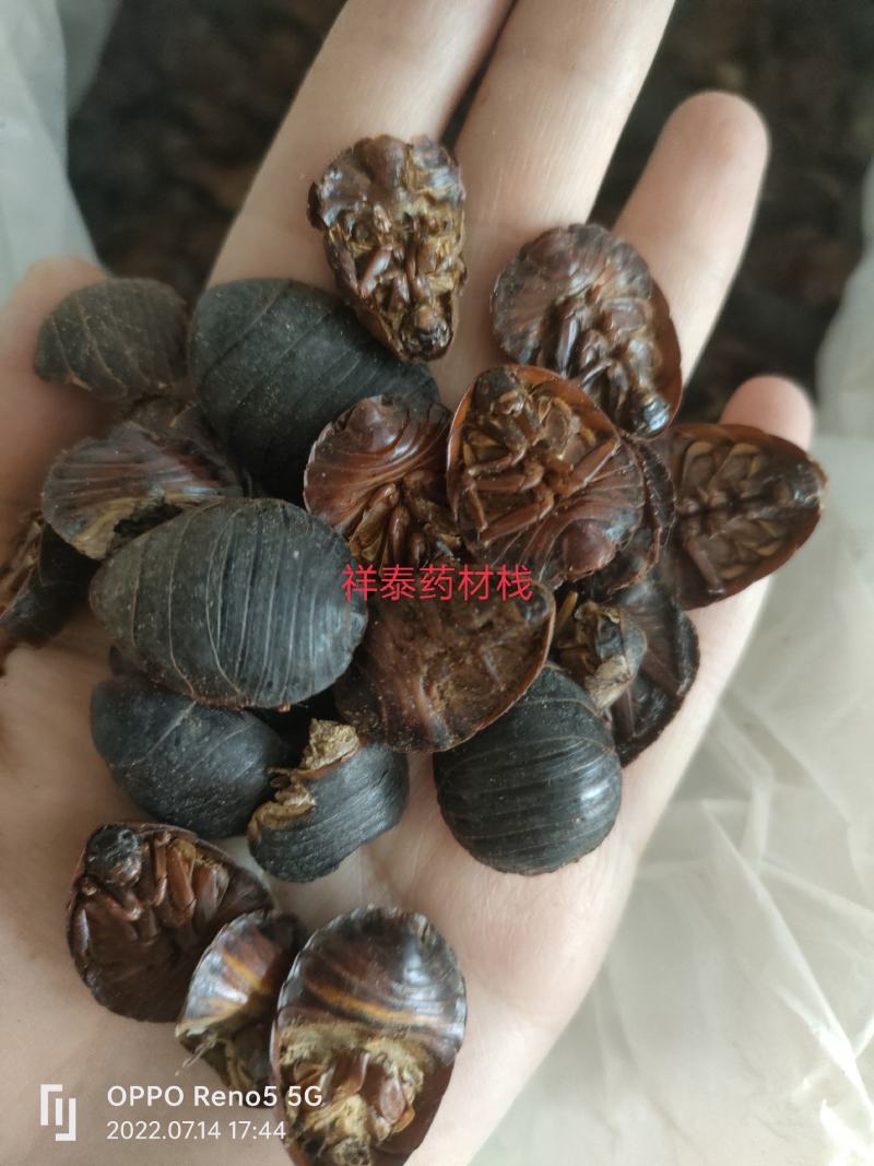 （热销）土元土鳖虫地鳖虫蛰虫瘀可磨粉祥泰药材栈中