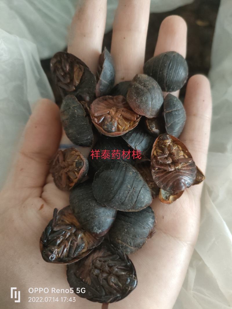 （热销）土元土鳖虫地鳖虫蛰虫瘀可磨粉祥泰药材栈中