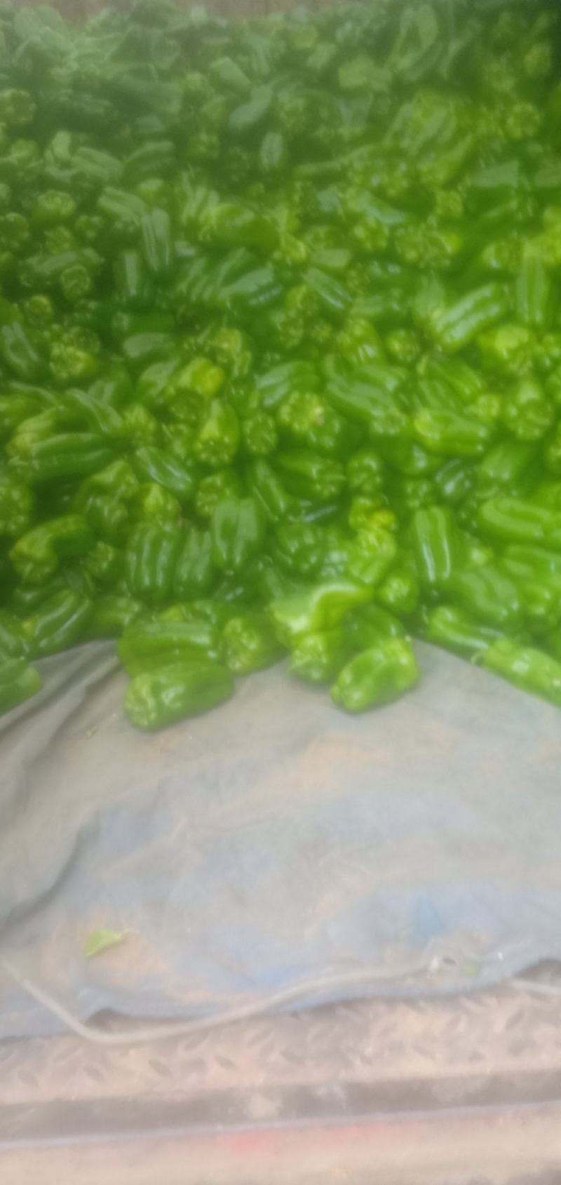 河北绿青椒已大量上市，有需要的客户可以通过一亩田联系我