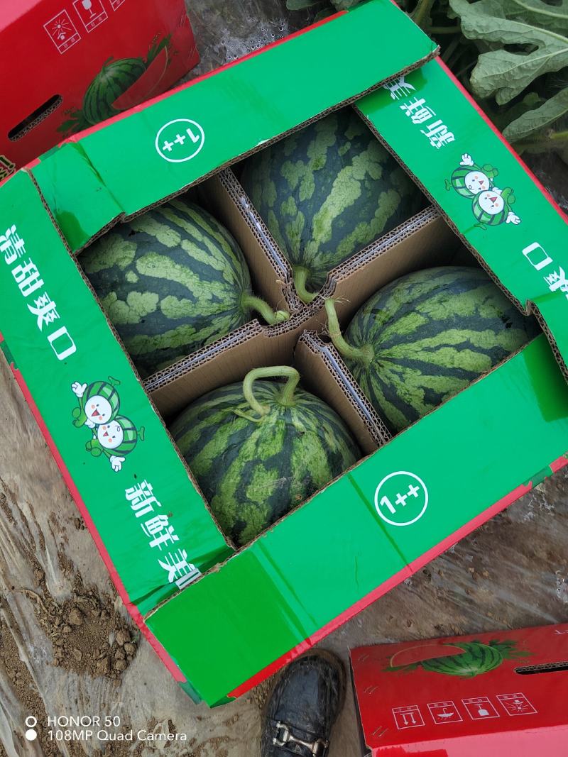 美都西瓜