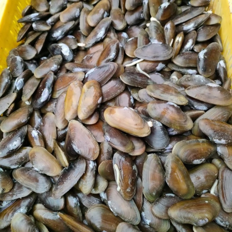 沙螺西施舌