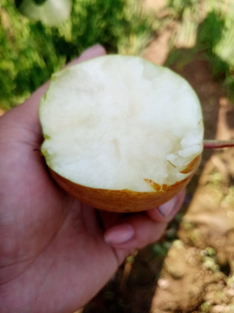 燕山脚下迁安市特产新梨7号。皮薄，肉脆，汁多