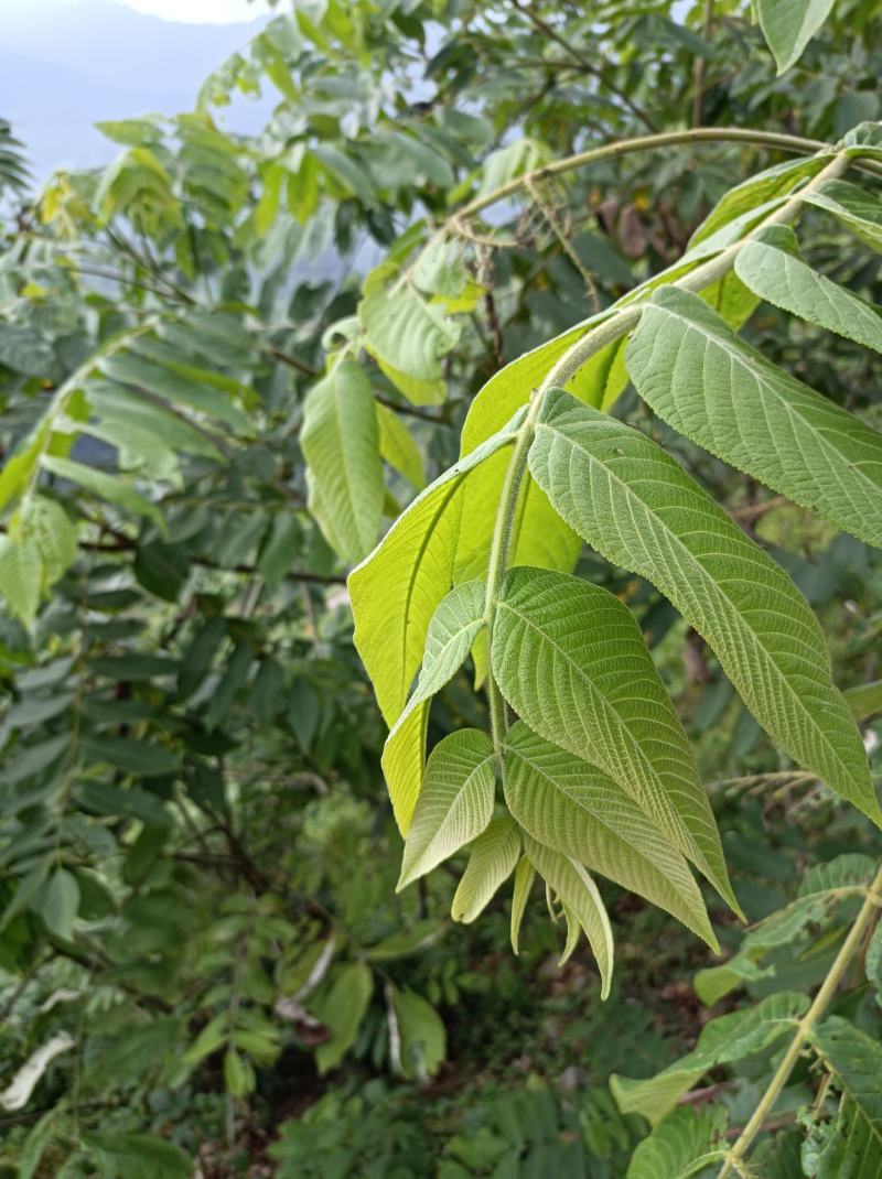 野生核桃秋