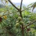 野生核桃秋