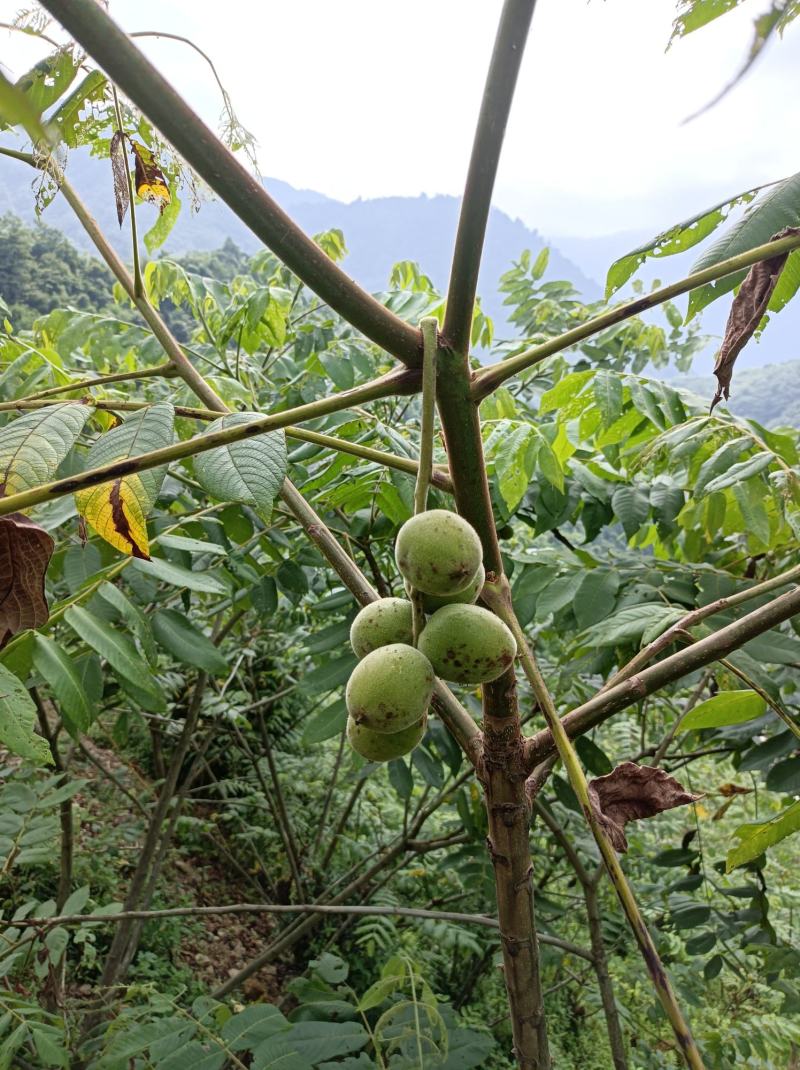 野生核桃秋