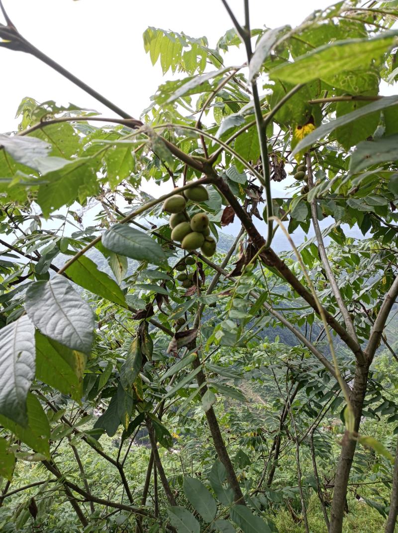 野生核桃秋