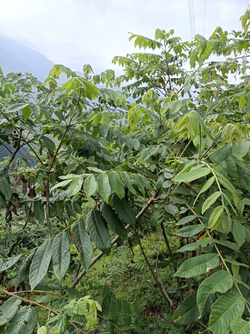 野生核桃秋