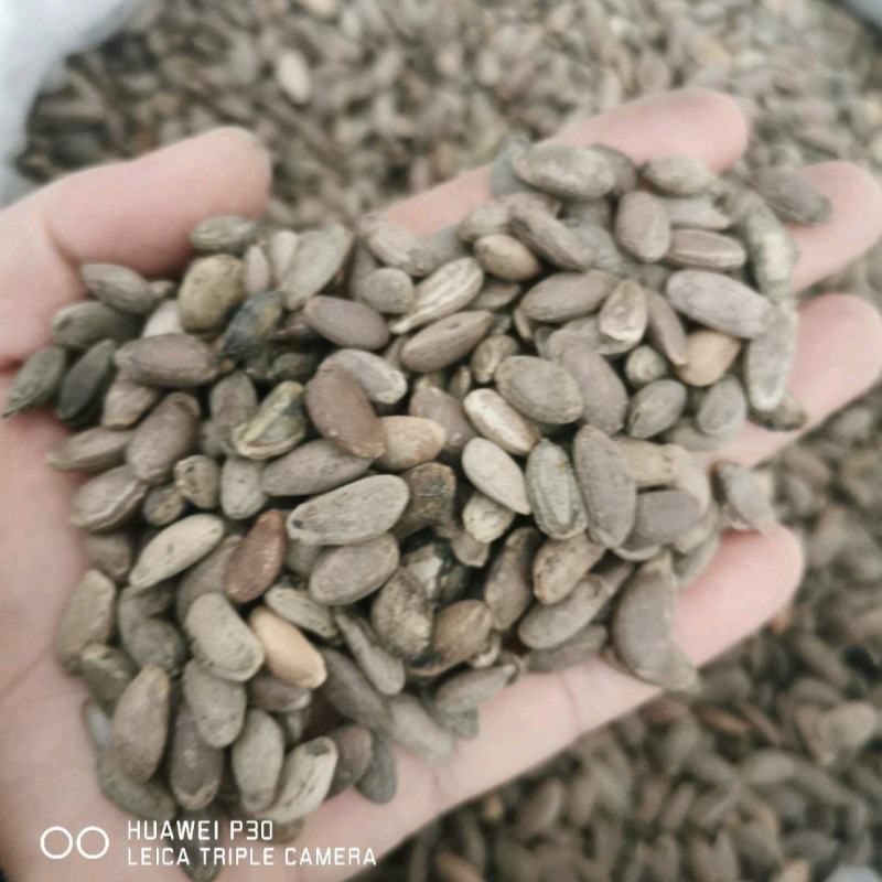 瓜蒌子包邮发货正品质量产地直发量大从优