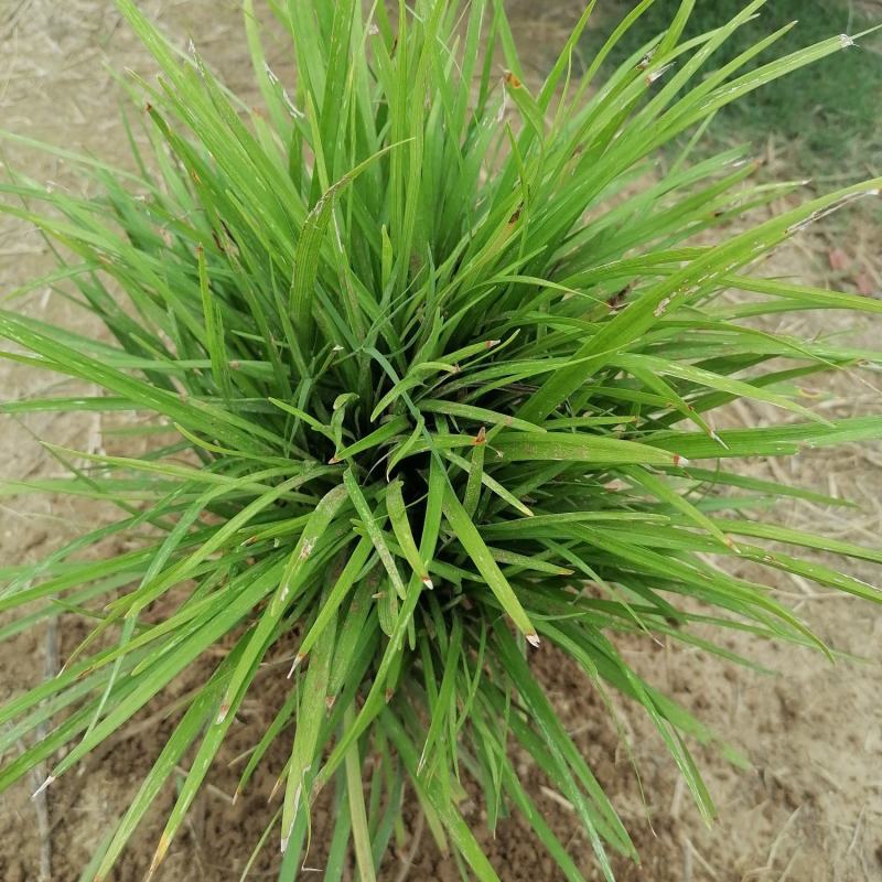 【推荐】曹县基地精品麦冬苗工程绿化用苗全年有苗品质保证