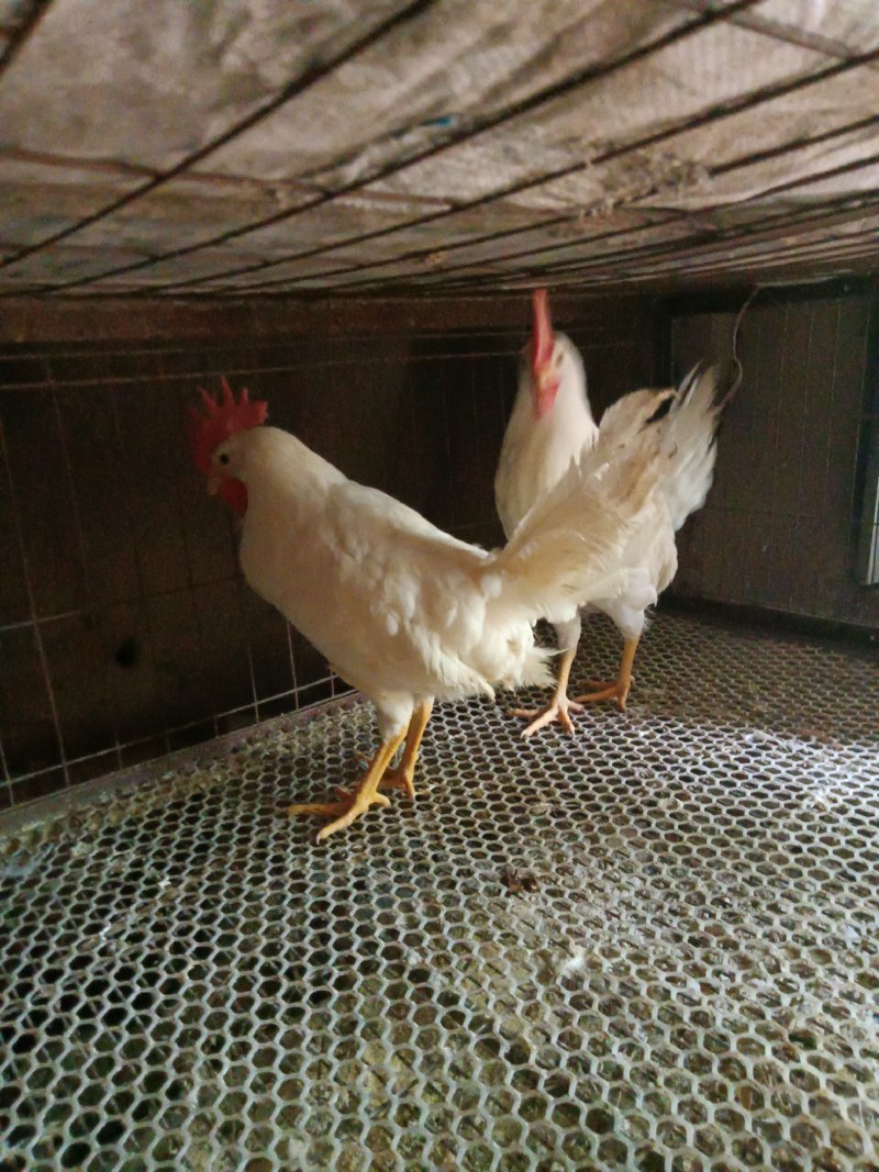 林下放养樱桃谷鸭淘汰蛋鸭商品鸭
