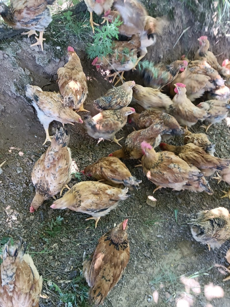 林下放养樱桃谷鸭淘汰蛋鸭商品鸭