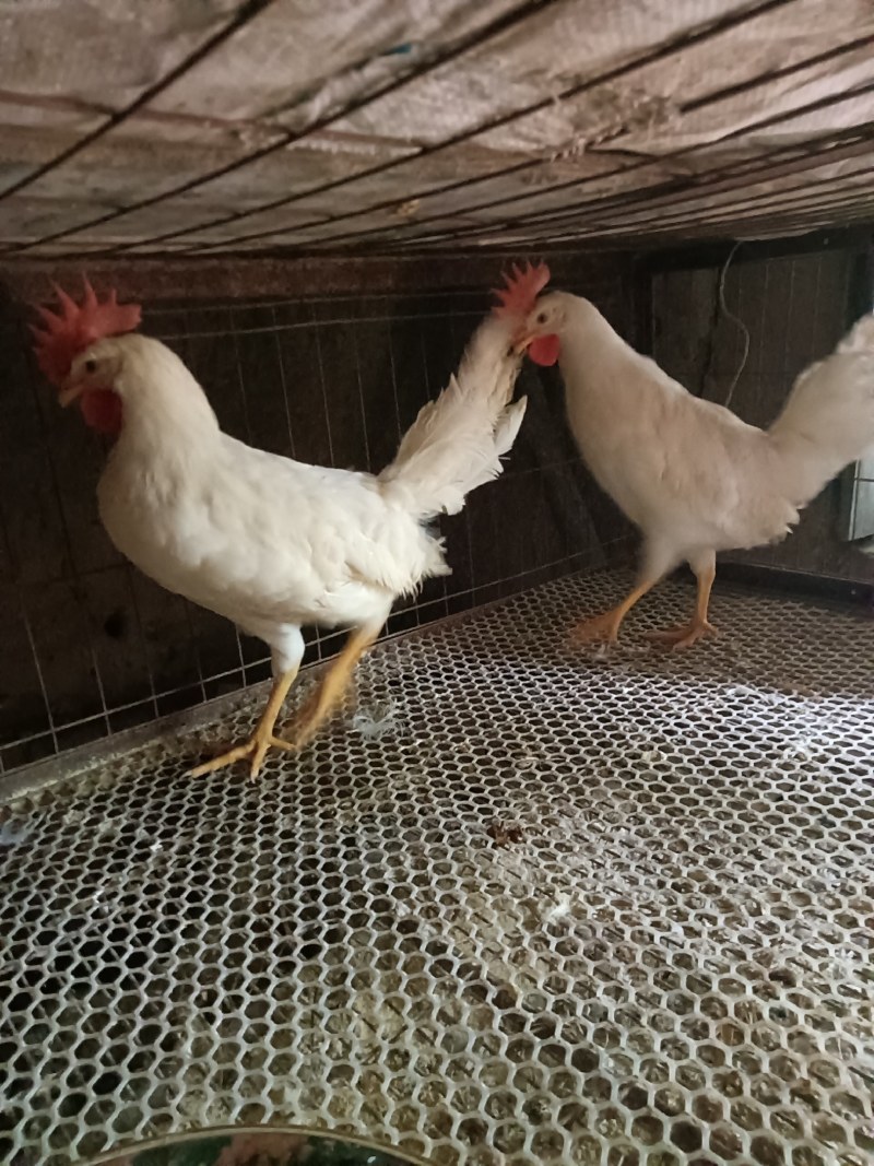 林下放养樱桃谷鸭淘汰蛋鸭商品鸭