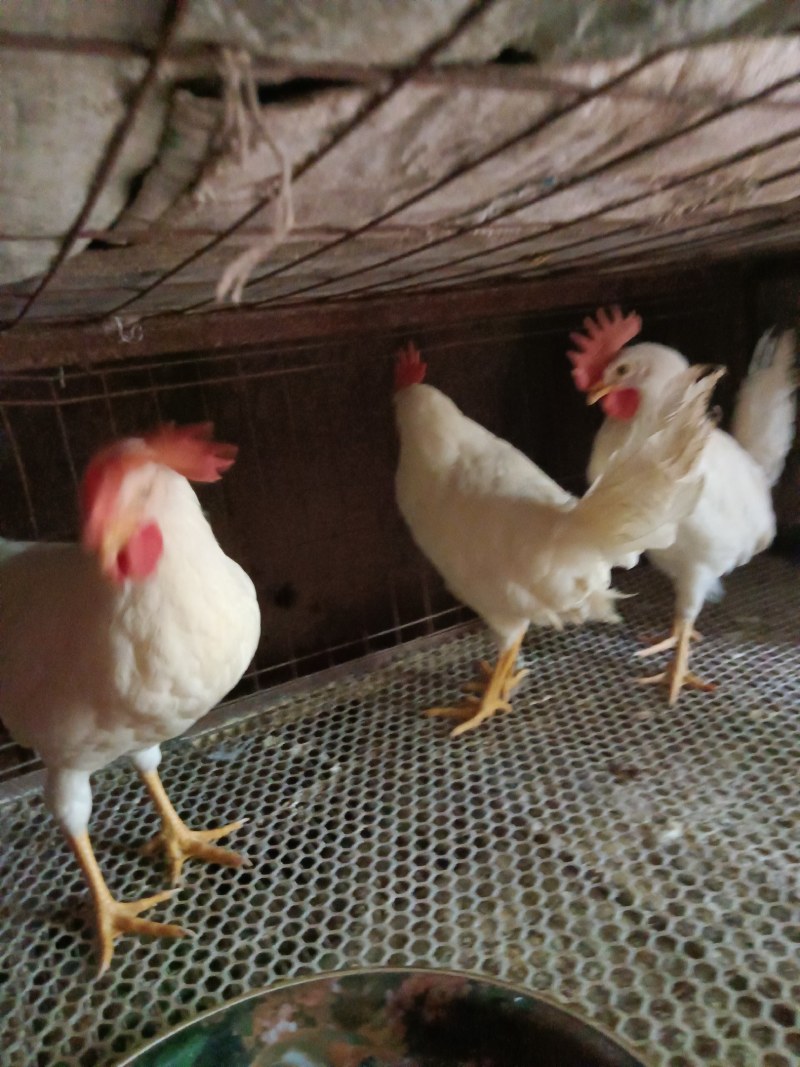 林下放养樱桃谷鸭淘汰蛋鸭商品鸭