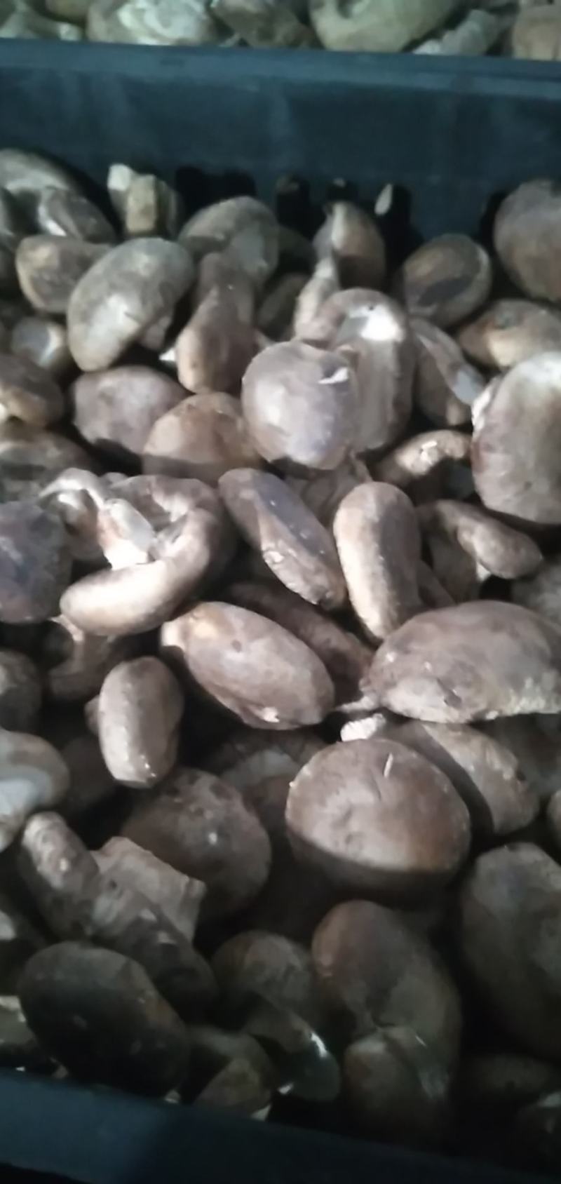 3-5公分规格，大集电商平台工厂专用香菇量大优惠