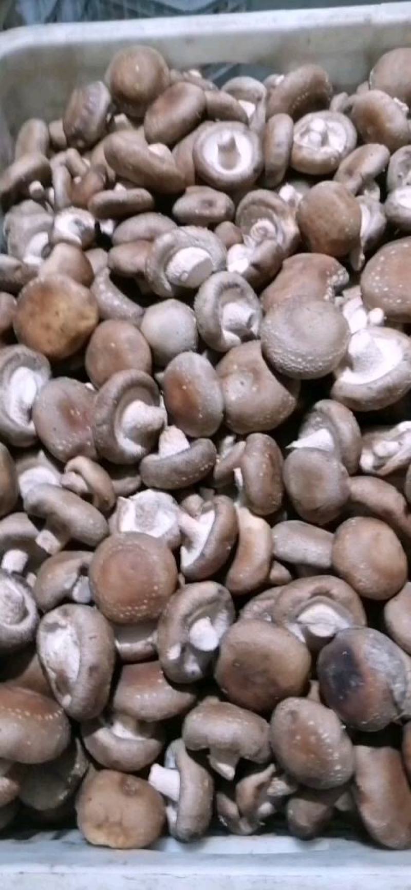 【香菇】河北鲜香菇大集专用鲜香菇，电商专用代发全国