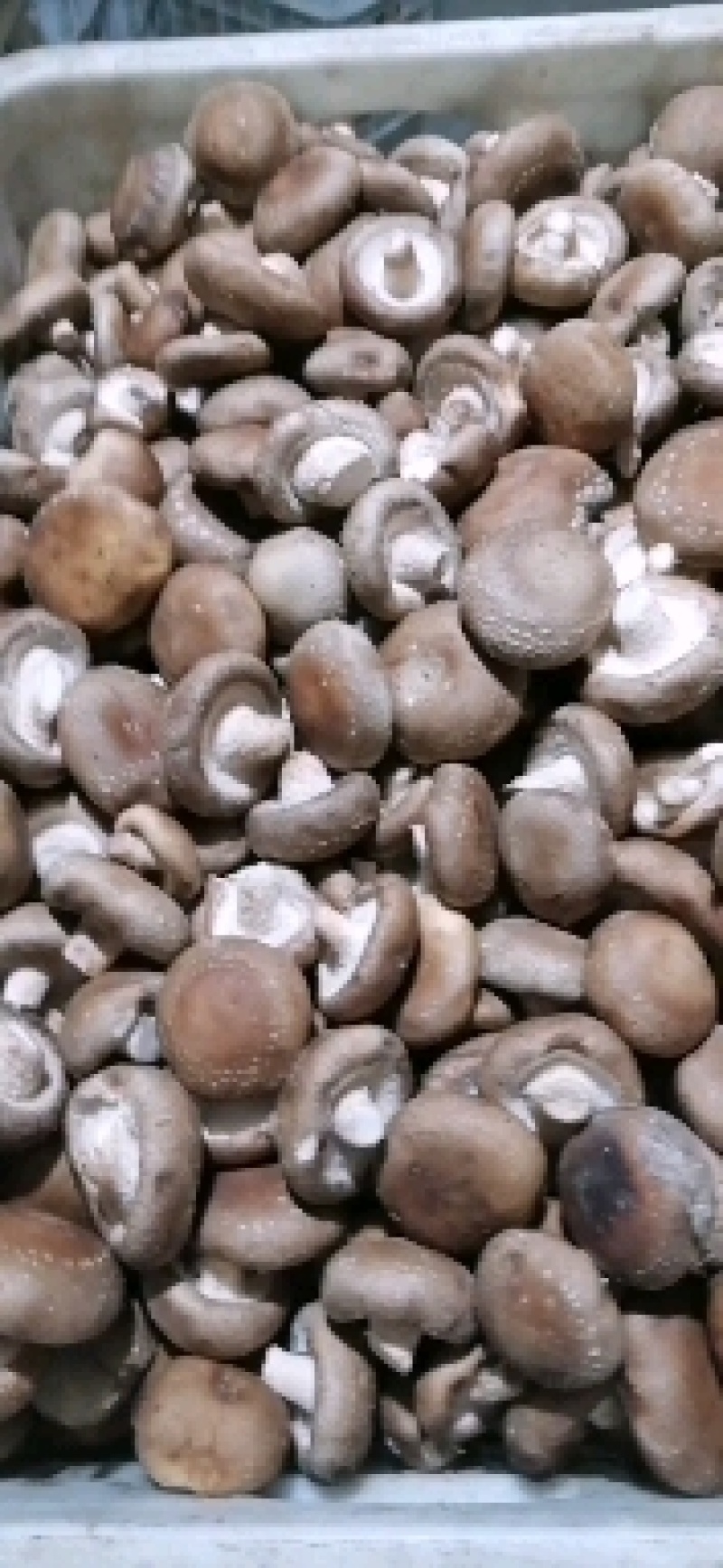【香菇】河北鲜香菇大集专用鲜香菇，电商专用代发全国