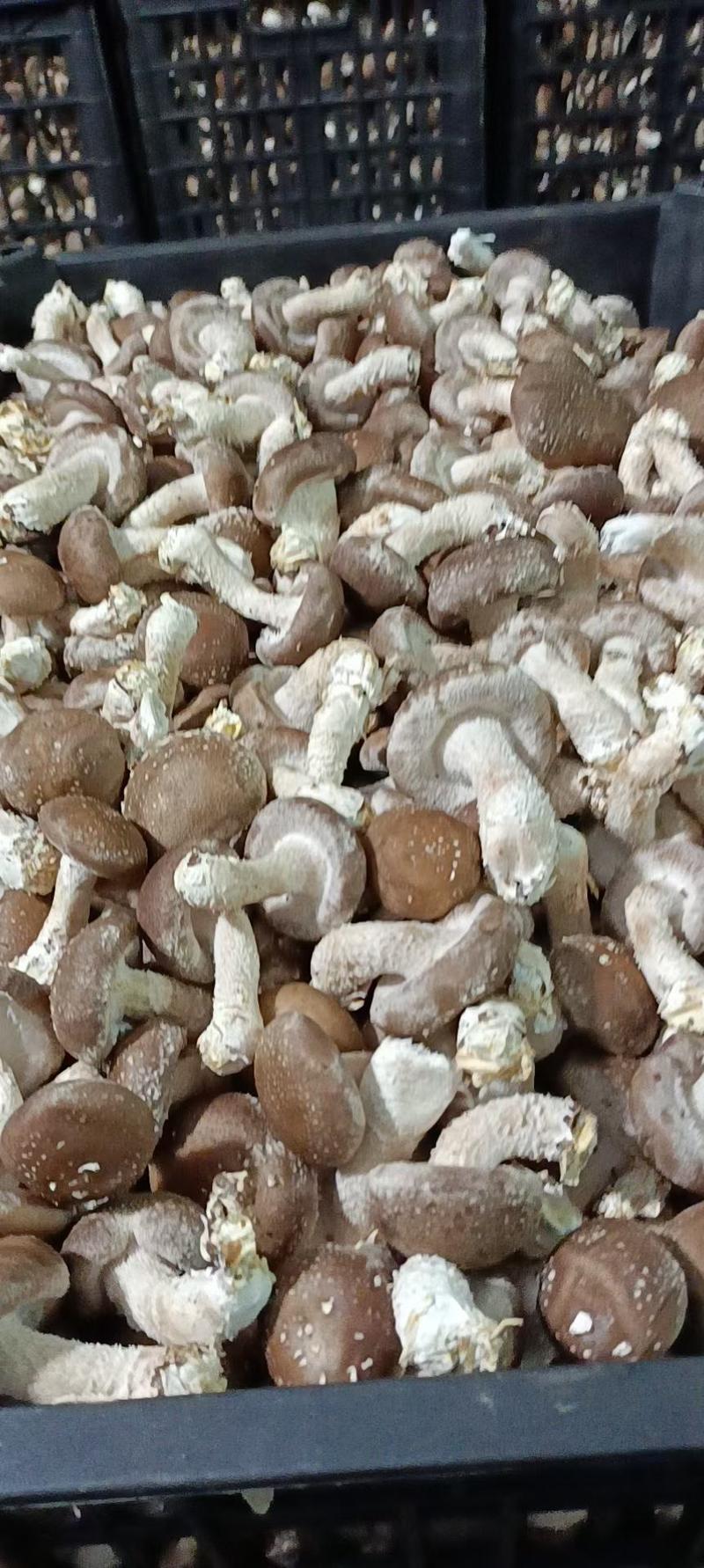 【香菇】鲜香菇各种赶大集货市场货，质优价廉，储存方便