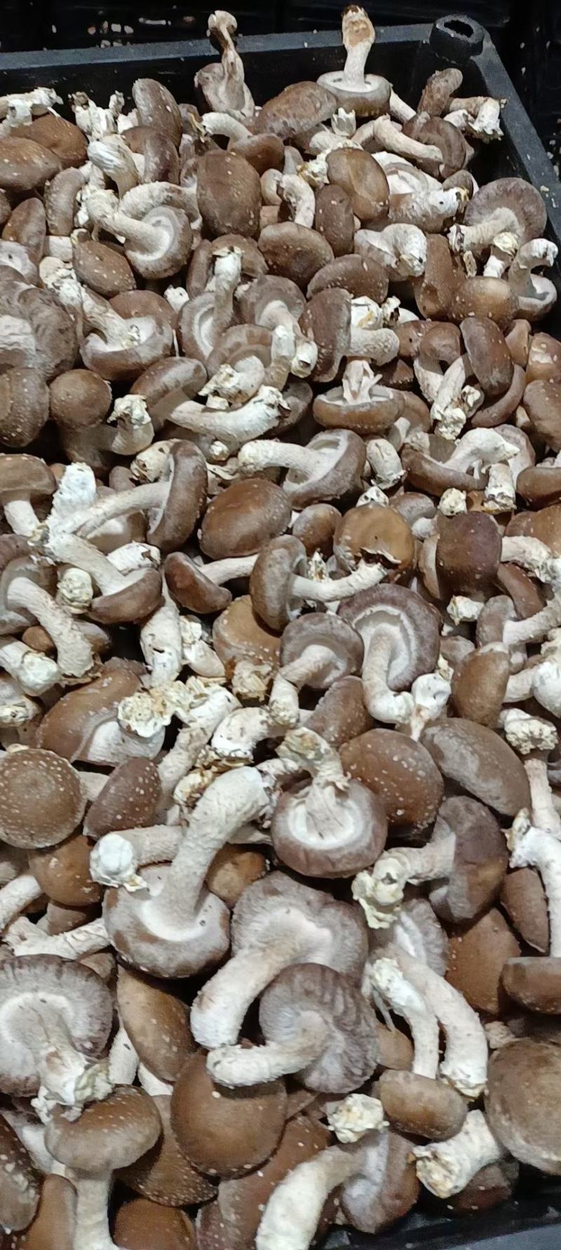 【香菇】鲜香菇各种赶大集货市场货，质优价廉，储存方便