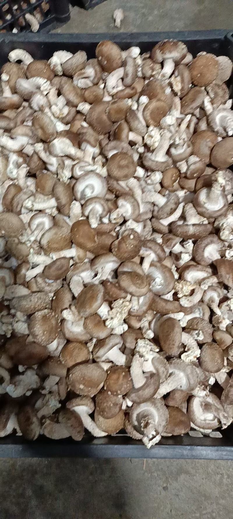 【香菇】鲜香菇各种赶大集货市场货，质优价廉，储存方便