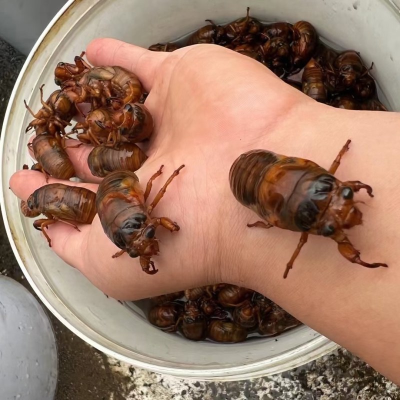 金蝉。白蝉。竹蝉