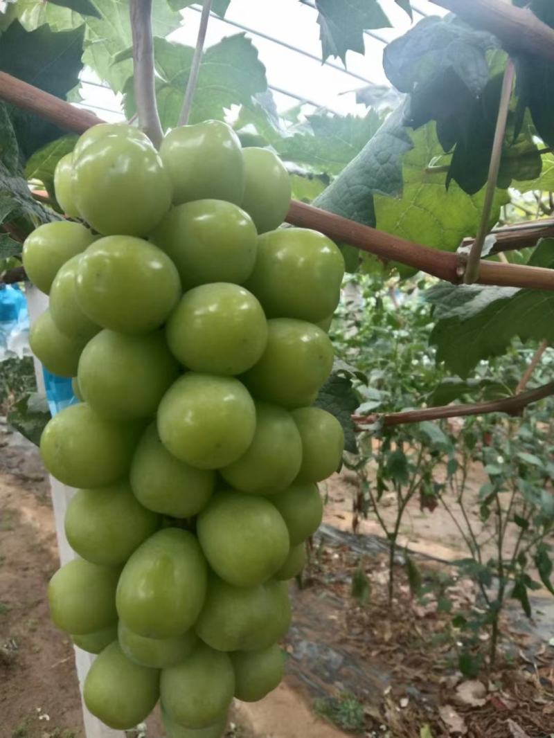 山东莒县大棚阳光玫瑰葡萄大量上市