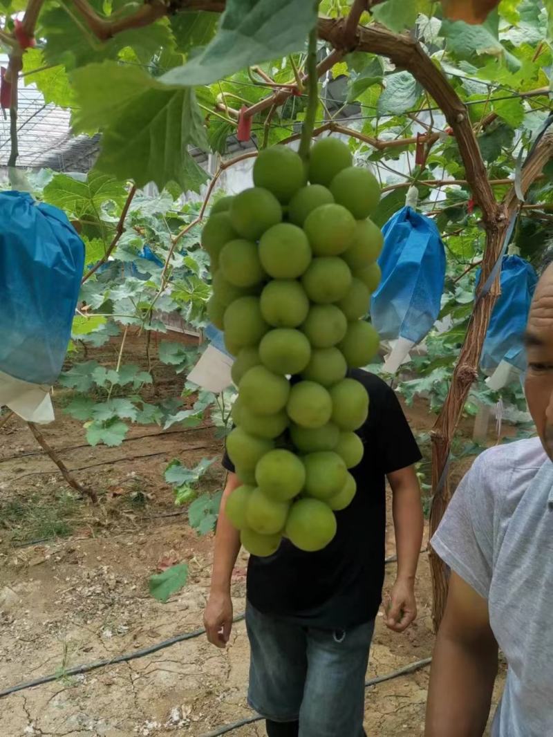 山东莒县大棚阳光玫瑰葡萄大量上市