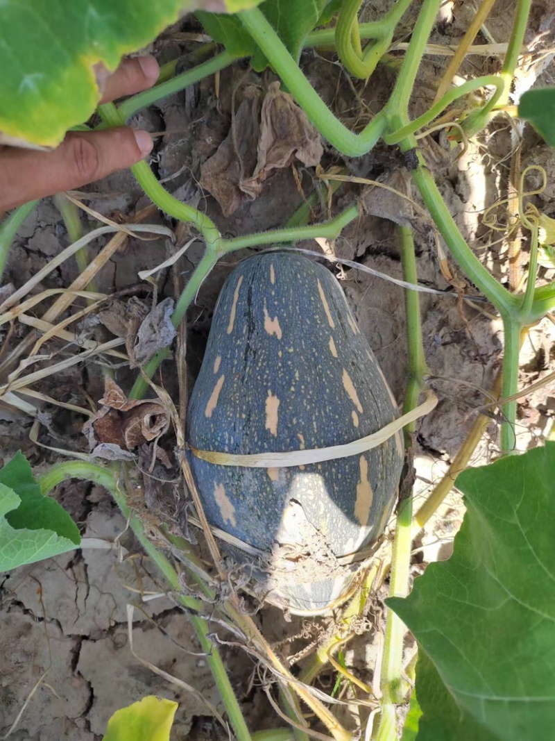 产地直销，香芋南瓜，二到四斤，实力供应，