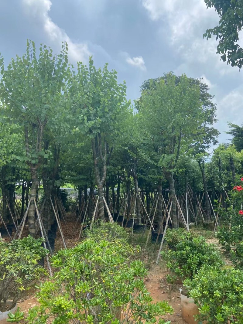 供应：宫粉紫荆14-16