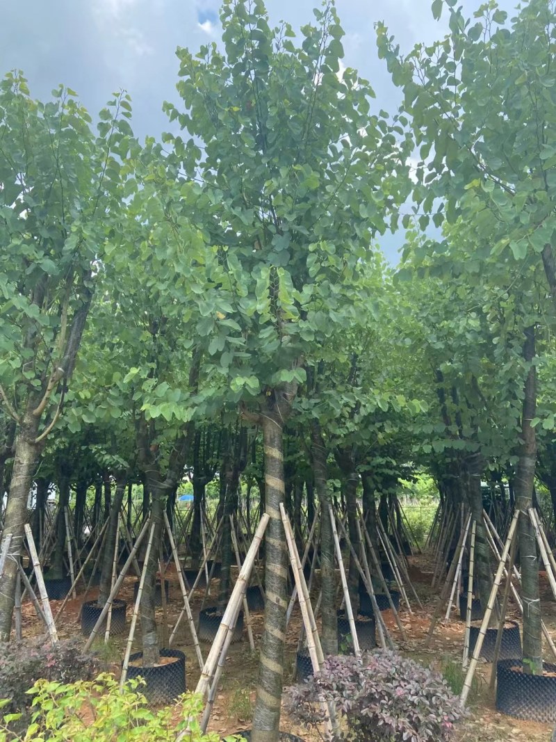 供应：宫粉紫荆14-16