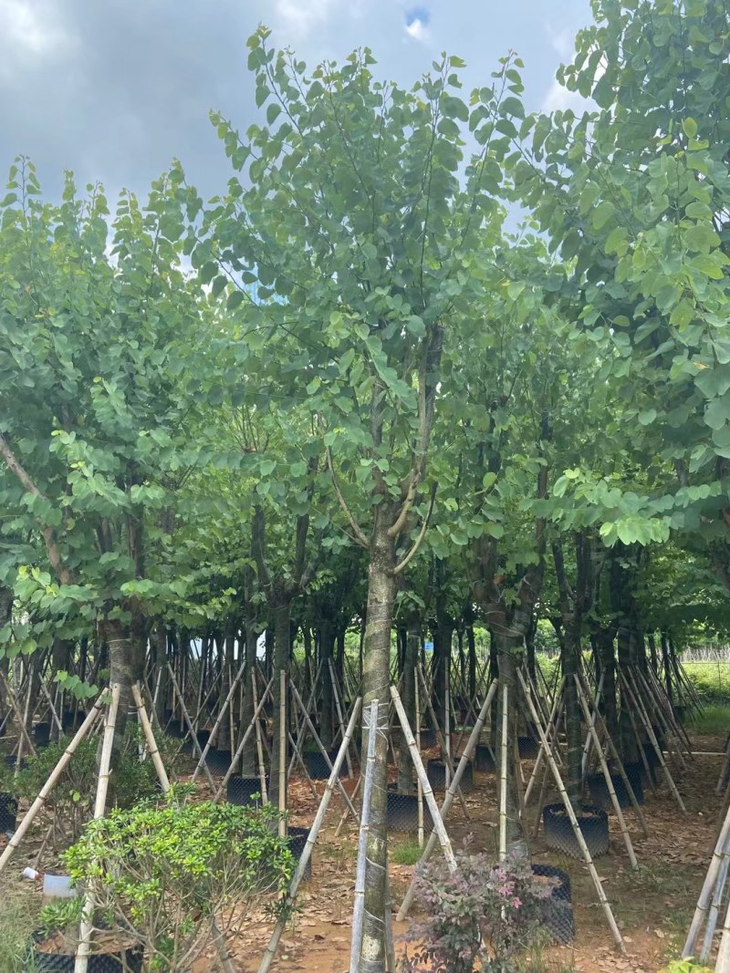 供应：宫粉紫荆14-16