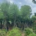 供应：宫粉紫荆14-16