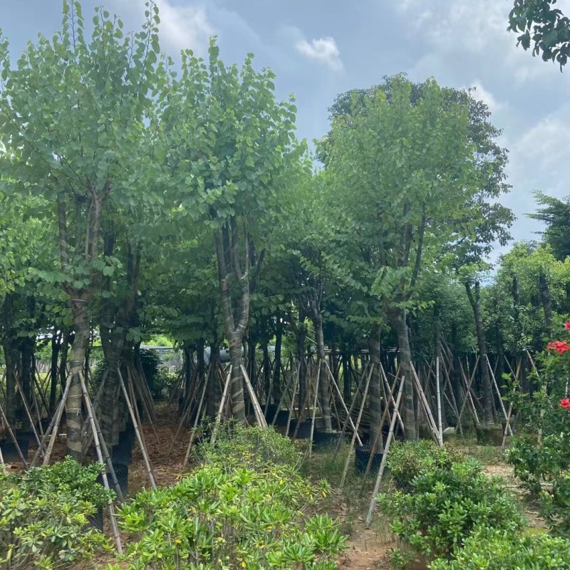 供应：宫粉紫荆14-16