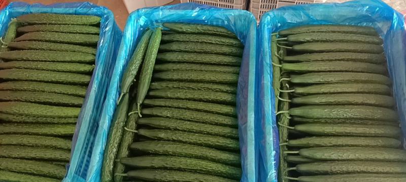 山东黄瓜精品密刺黄瓜产地对接全国商超零售电商市场