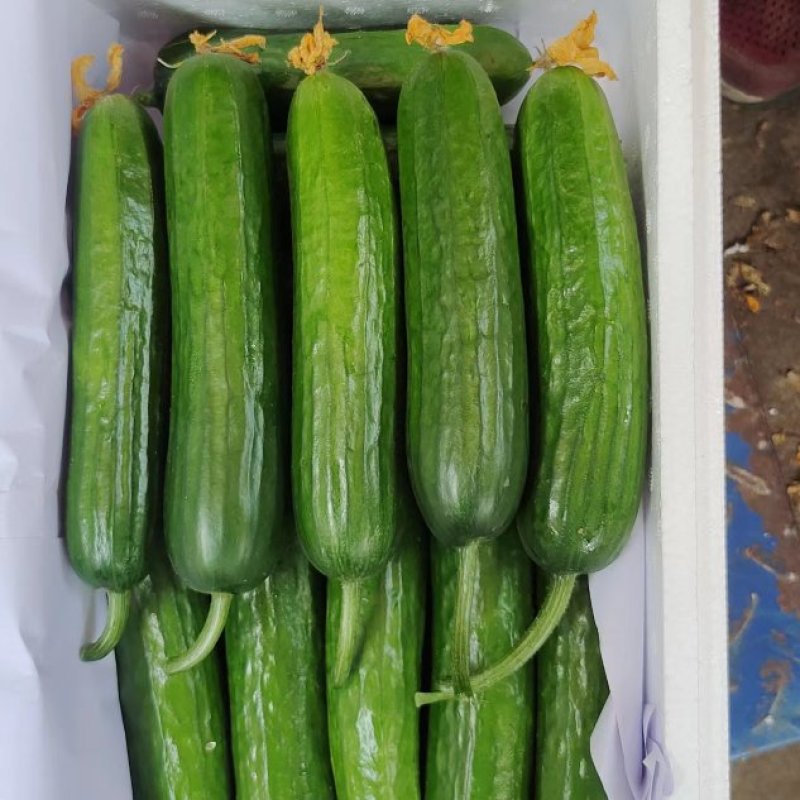 山东精品小黄瓜产地直发品质保证量大从优欢迎联系