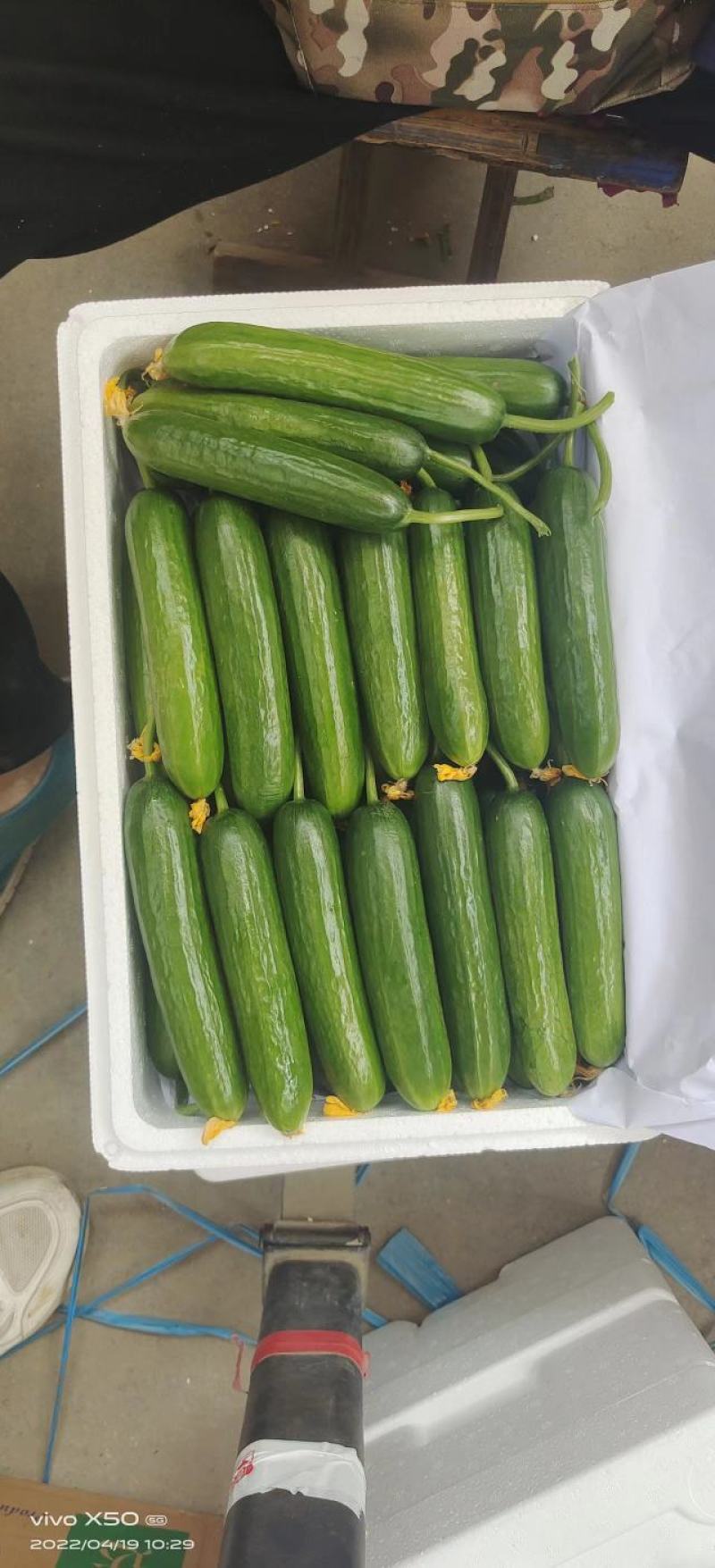 山东精品小黄瓜产地直发品质保证量大从优欢迎联系