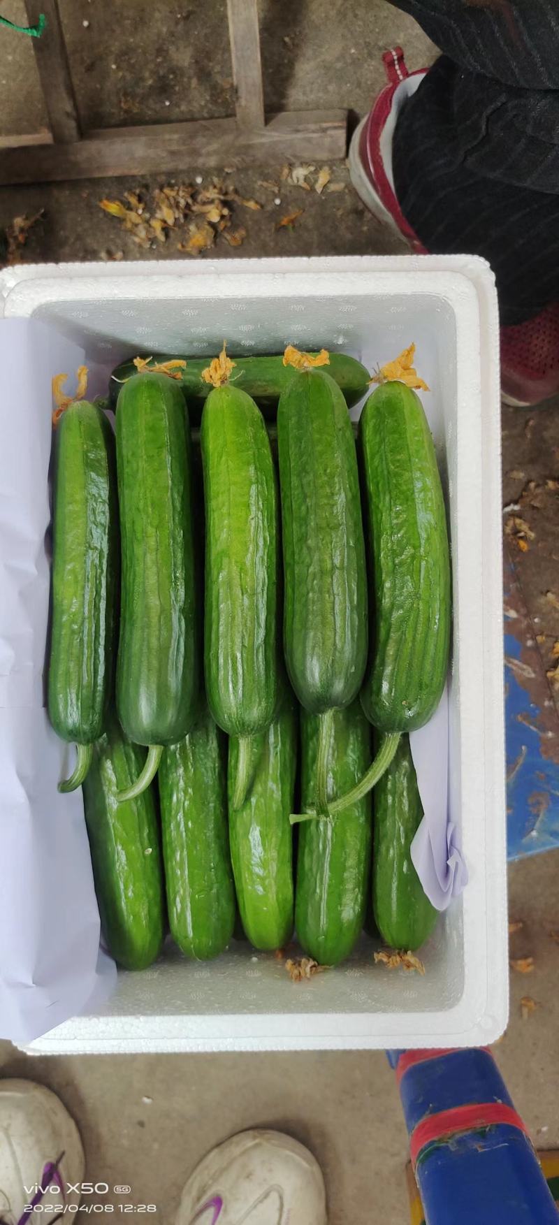 山东精品小黄瓜产地直发品质保证量大从优欢迎联系