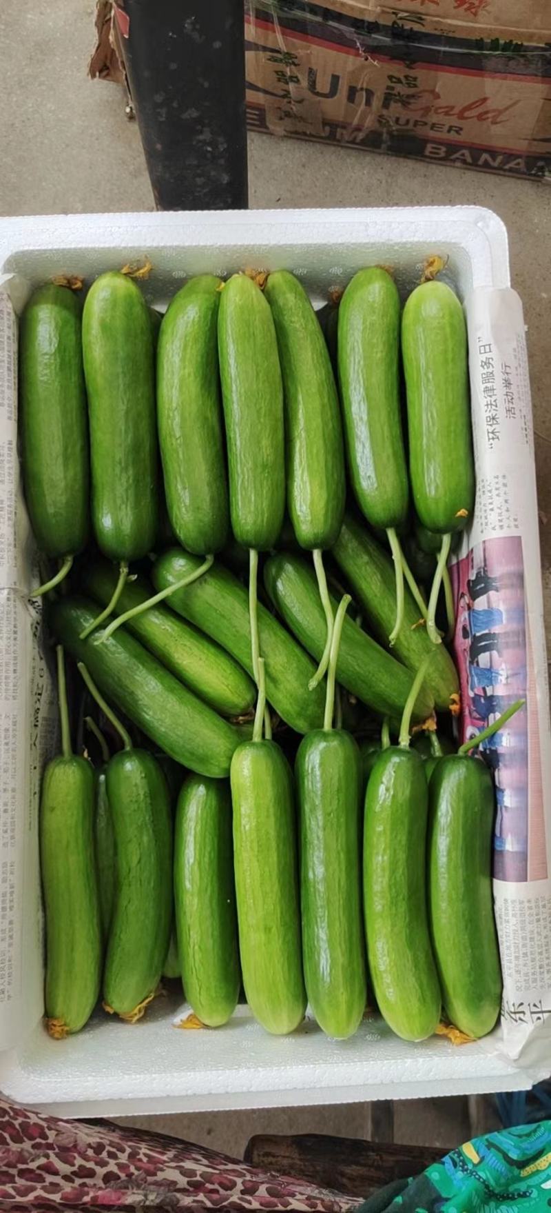 山东精品小黄瓜产地直发品质保证量大从优欢迎联系